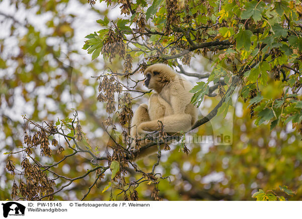 Weihandgibbon / lar gibbon / PW-15145