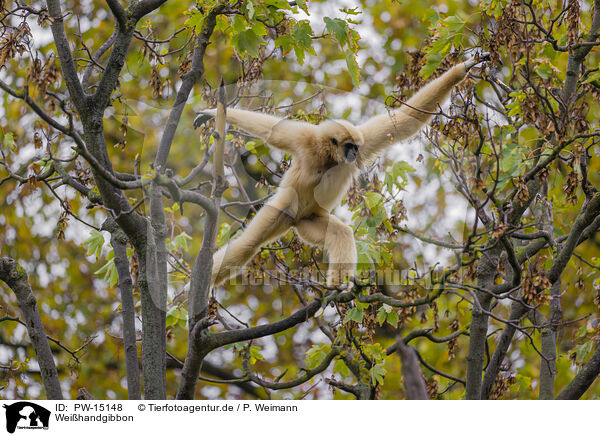 Weihandgibbon / lar gibbon / PW-15148