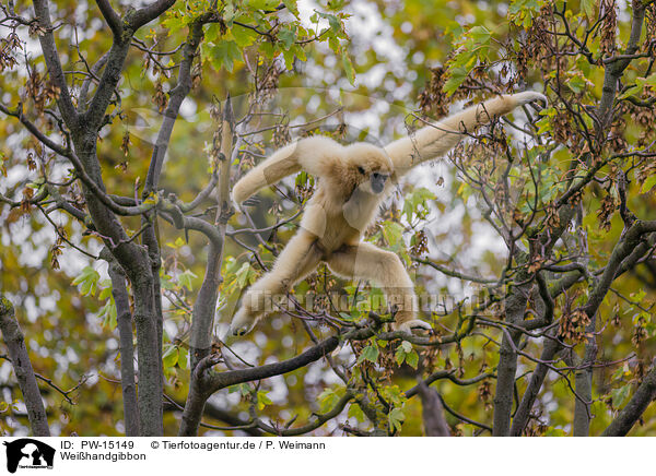 Weihandgibbon / lar gibbon / PW-15149