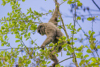 Weihandgibbon