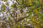 Weihandgibbon