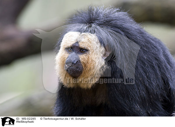 Wei�kopfsaki / golden-faced saki / WS-02285