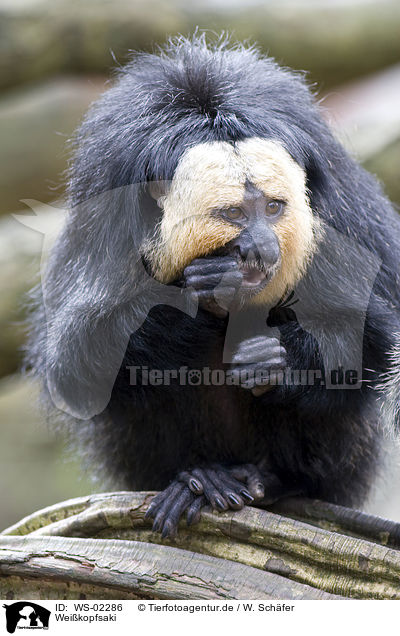 Weikopfsaki / golden-faced saki / WS-02286