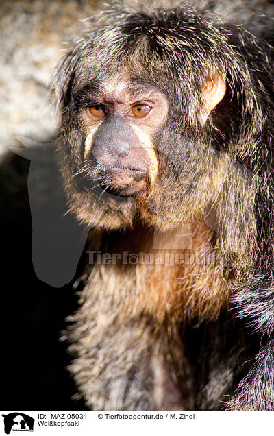 Weikopfsaki / Guianan saki / MAZ-05031