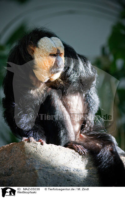 Weikopfsaki / Guianan saki / MAZ-05036