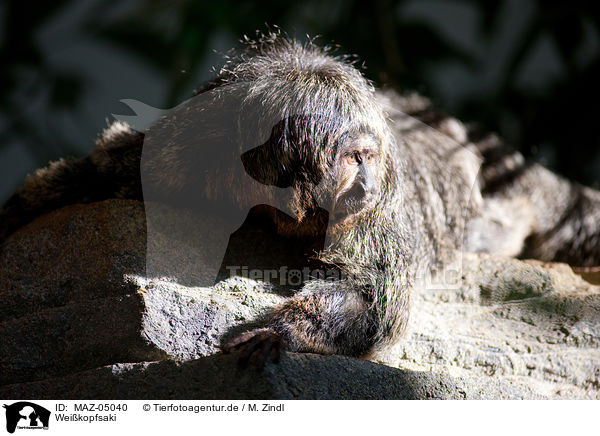 Weikopfsaki / Guianan saki / MAZ-05040