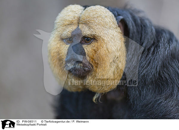 Weisskopfsaki Portrait / White-faced Saki portrait / PW-08511