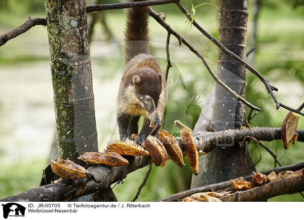 Weirssel-Nasenbr / white-nosed coati / JR-05705