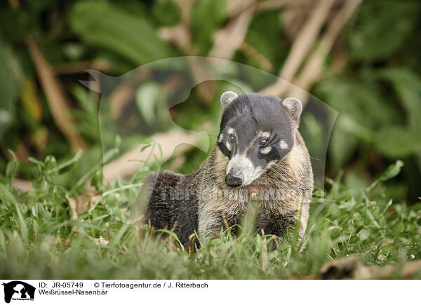 Weirssel-Nasenbr / white-nosed coati / JR-05749