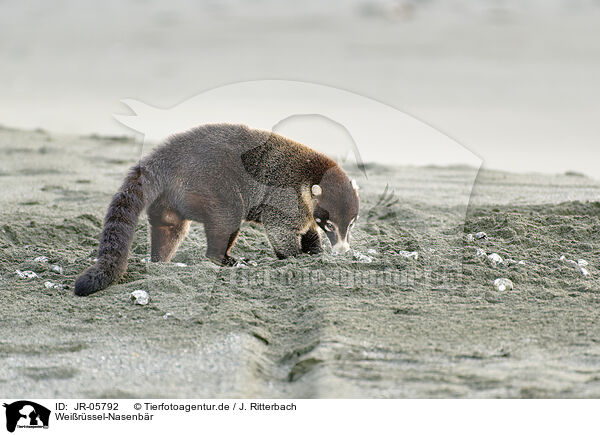 Weirssel-Nasenbr / white-nosed coati / JR-05792