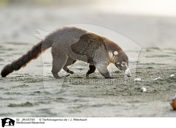 Wei�r�ssel-Nasenb�r / white-nosed coati / JR-05795