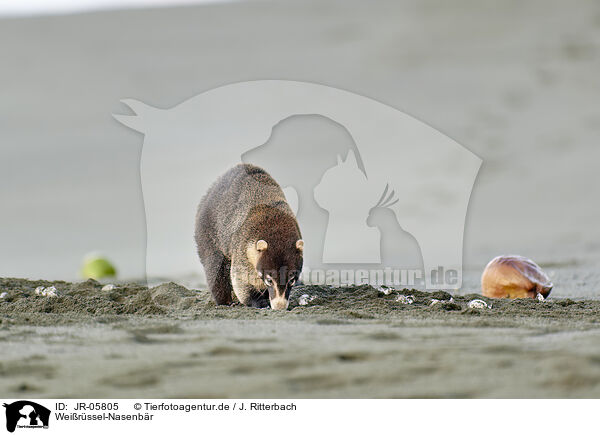 Wei�r�ssel-Nasenb�r / white-nosed coati / JR-05805