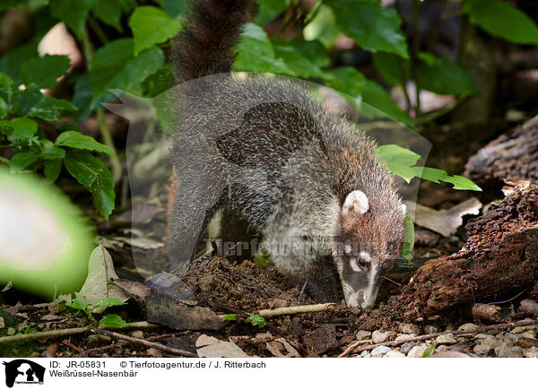 Weirssel-Nasenbr / white-nosed coati / JR-05831