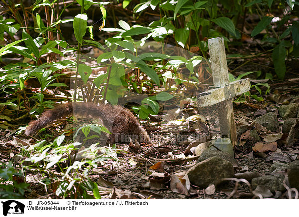 Weirssel-Nasenbr / white-nosed coati / JR-05844