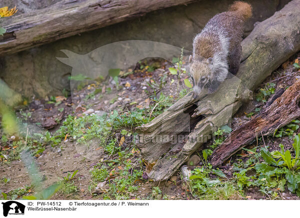 Weirssel-Nasenbr / white-nosed coati / PW-14512