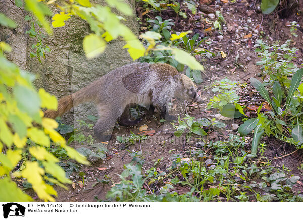 Weirssel-Nasenbr / white-nosed coati / PW-14513
