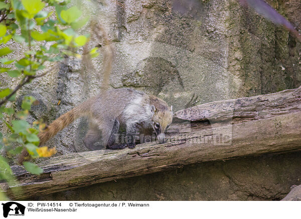 Weirssel-Nasenbr / white-nosed coati / PW-14514