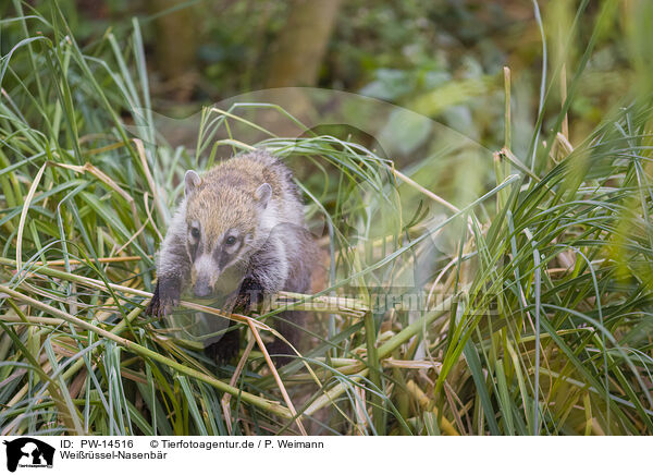 Weirssel-Nasenbr / white-nosed coati / PW-14516