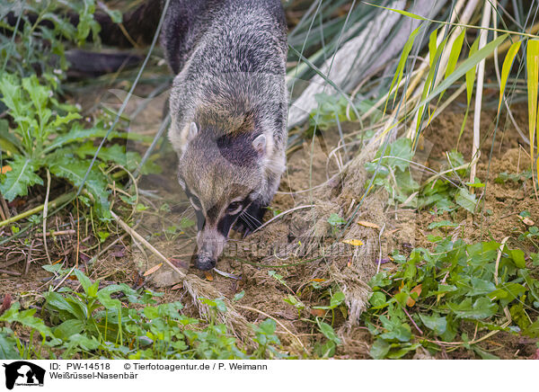 Weirssel-Nasenbr / white-nosed coati / PW-14518