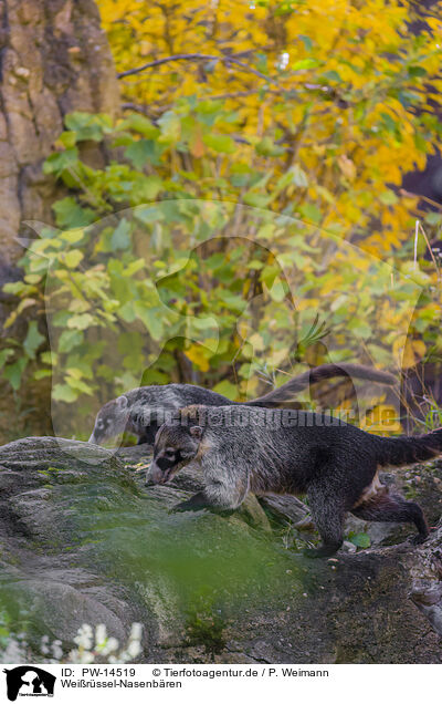 Weirssel-Nasenbren / white-nosed coatis / PW-14519