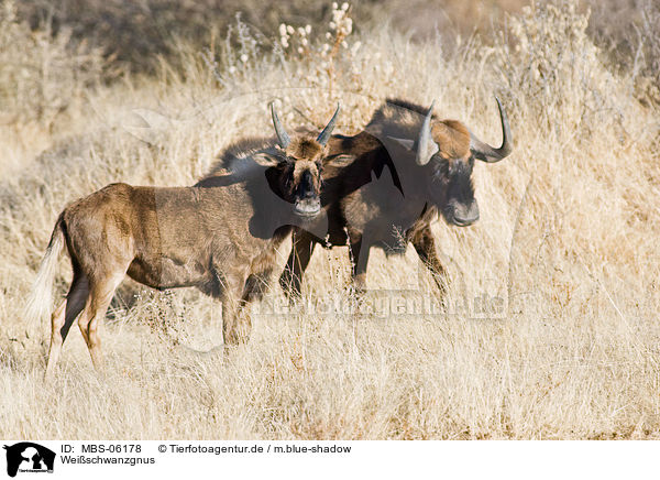 Weischwanzgnus / MBS-06178