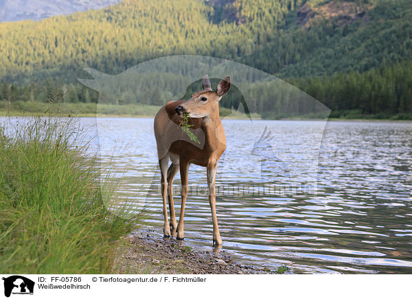 Wei�wedelhirsch / white-tailed deer / FF-05786