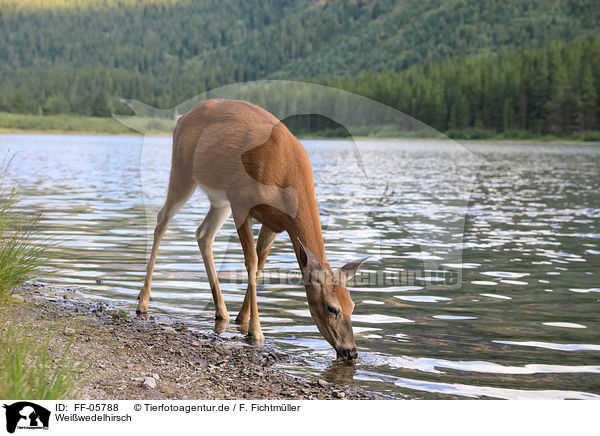 Wei�wedelhirsch / white-tailed deer / FF-05788