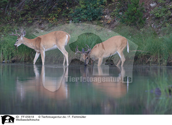 Wei�wedelhirsche / white-tailed deer / FF-05818