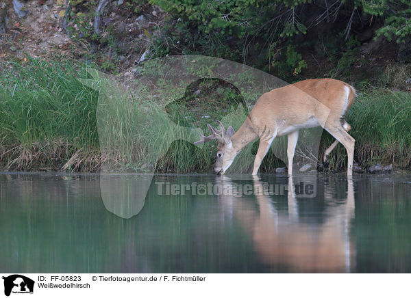 Weiwedelhirsch / white-tailed deer / FF-05823