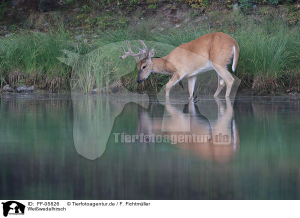 Weiwedelhirsch / white-tailed deer / FF-05826