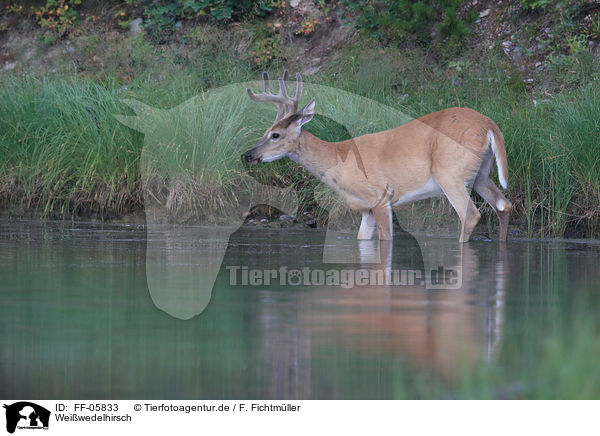 Weiwedelhirsch / white-tailed deer / FF-05833