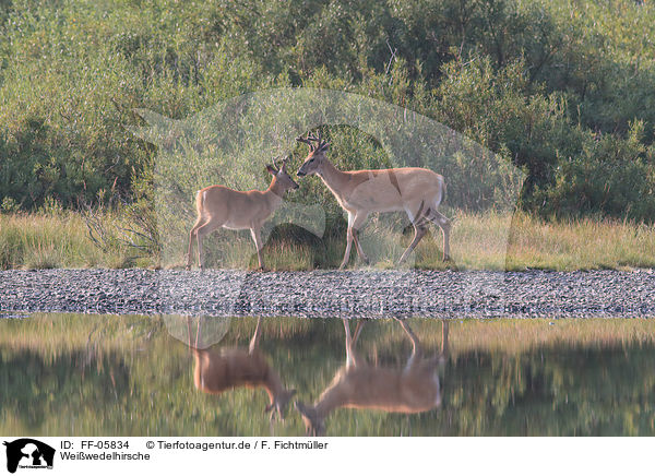 Weiwedelhirsche / white-tailed deer / FF-05834