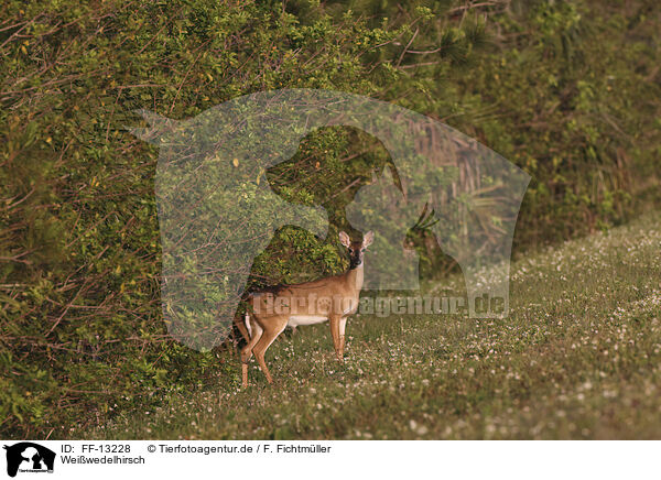 Weiwedelhirsch / white-tailed deer / FF-13228