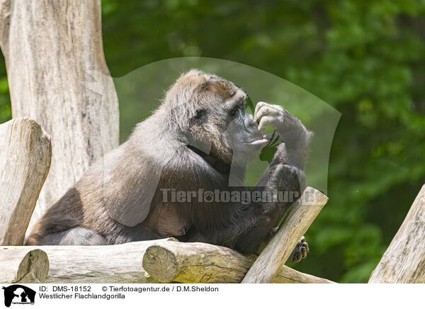 Westlicher Flachlandgorilla / Western lowland gorilla / DMS-18152