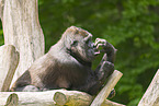 Westlicher Flachlandgorilla