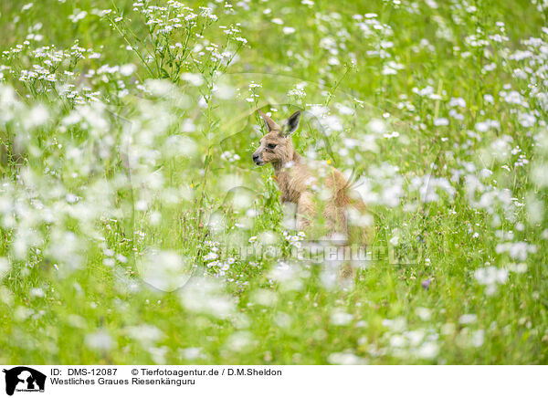 Westliches Graues Riesenknguru / Western grey kangaroo / DMS-12087