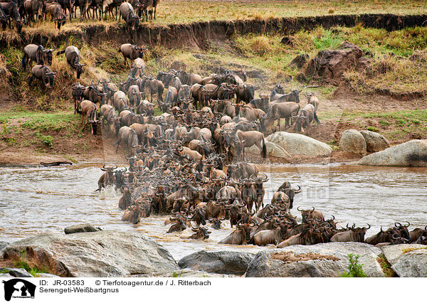 Serengeti-Weibartgnus / western white-bearded wildebeests / JR-03583