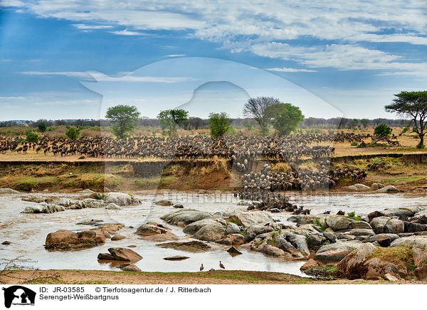 Serengeti-Weibartgnus / JR-03585