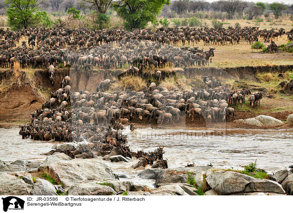 Serengeti-Weibartgnus / JR-03586