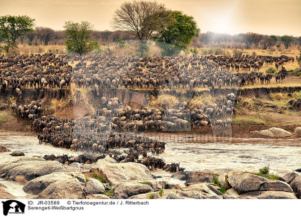 Serengeti-Weibartgnus / JR-03589