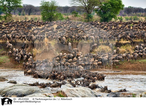Serengeti-Weibartgnus / JR-03590