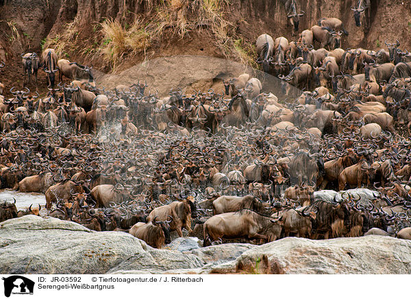 Serengeti-Weibartgnus / JR-03592