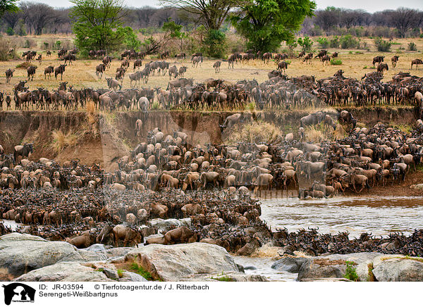 Serengeti-Weibartgnus / JR-03594