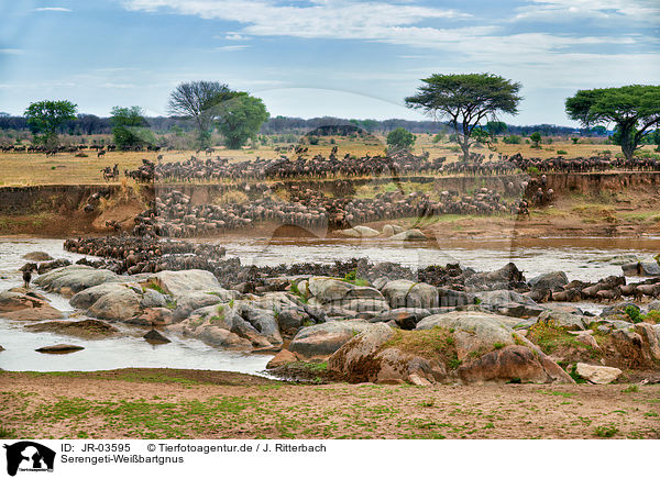 Serengeti-Weibartgnus / JR-03595