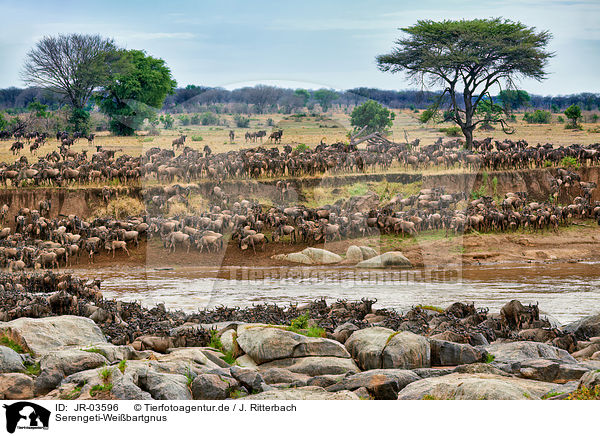 Serengeti-Weibartgnus / western white-bearded wildebeests / JR-03596