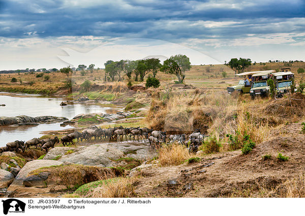 Serengeti-Weibartgnus / JR-03597