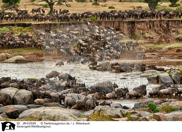 Serengeti-Weibartgnus / western white-bearded wildebeests / JR-03599