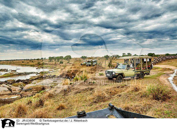 Serengeti-Weibartgnus / JR-03606