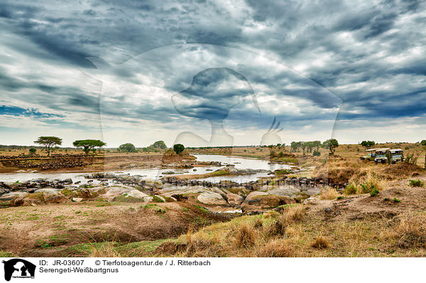 Serengeti-Weibartgnus / JR-03607