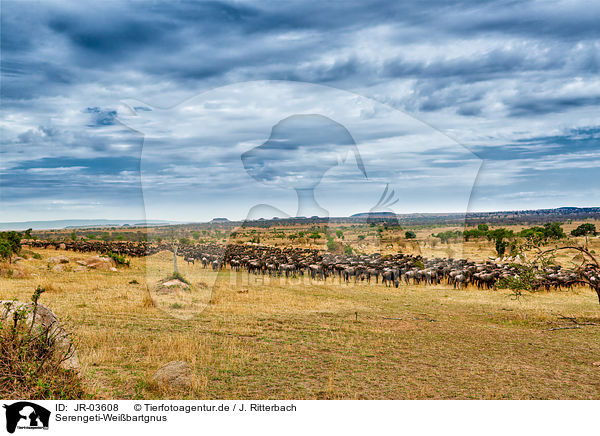 Serengeti-Weibartgnus / western white-bearded wildebeests / JR-03608
